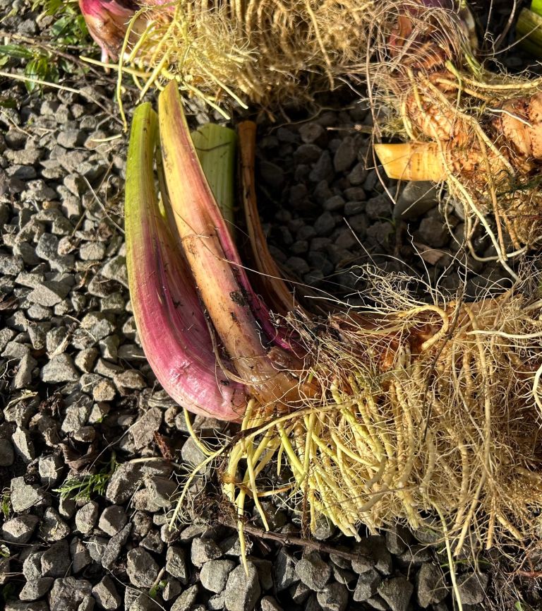 YELLOW FLAG IRIS PLANTS 