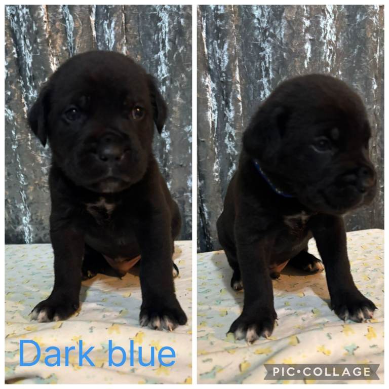 Beautiful cane corso puppy's 
