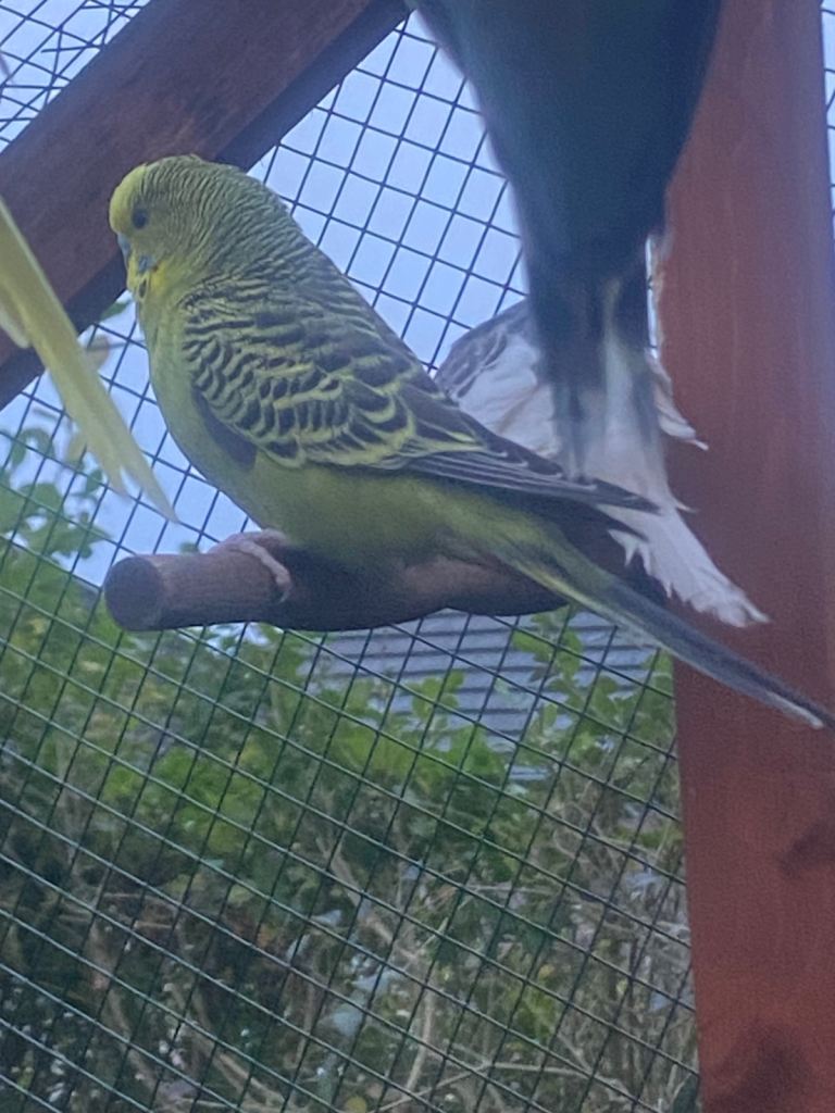 Male budgie 