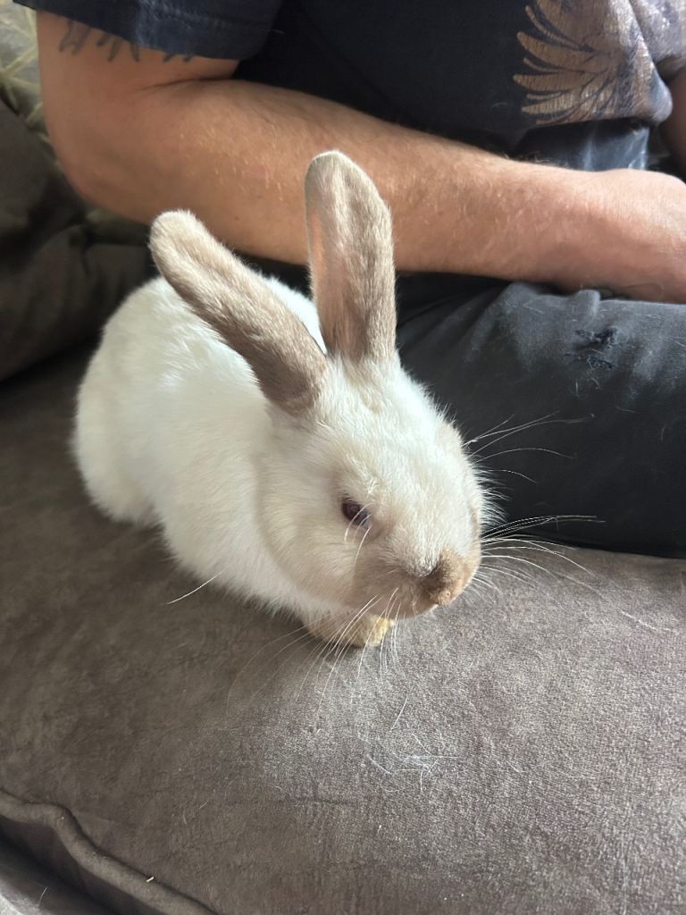 Mixed breed rabbit