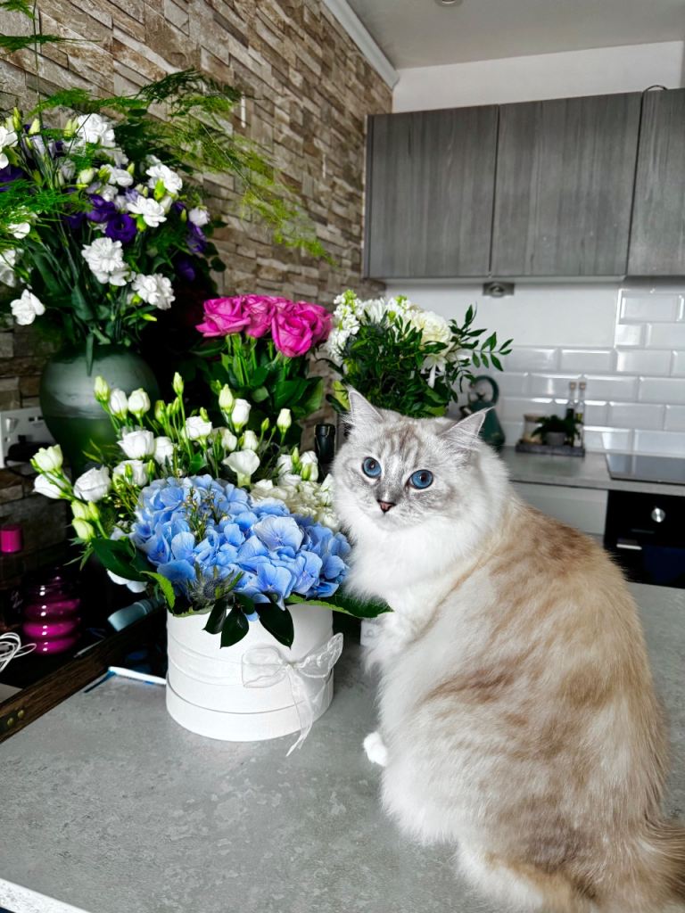 Sweet and lovely ragdoll girl is looking for a new family.