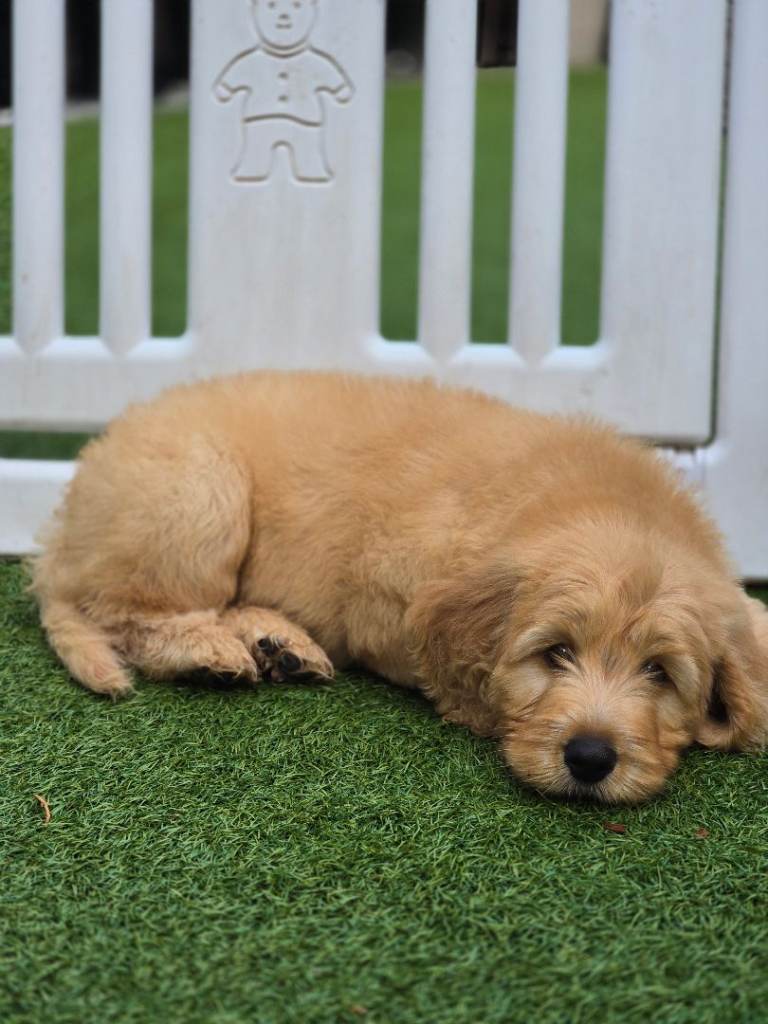 🐾 Beautiful Standard F3 Labradoodle Vaccinated & Toilet Trained Partly
