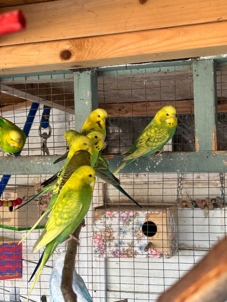 Young budgies