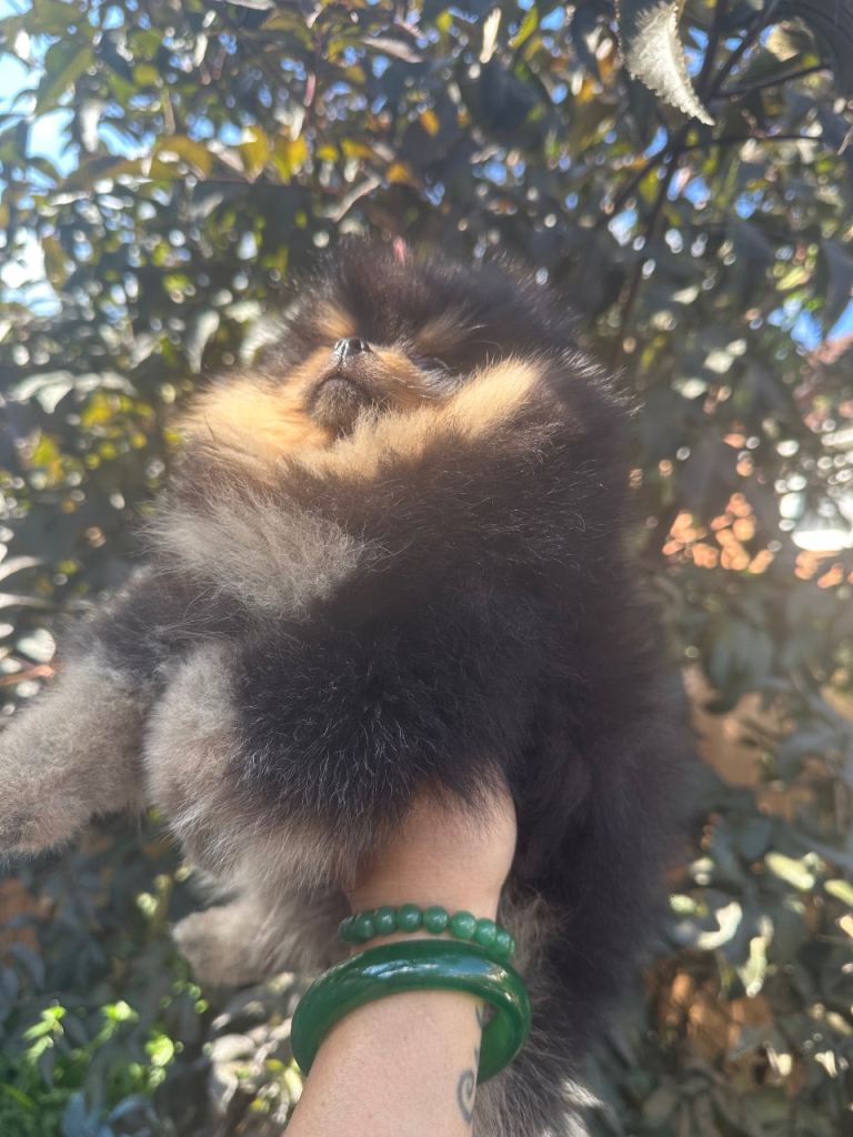 Russian/Taiwan Pomeranian Black And Tan champion