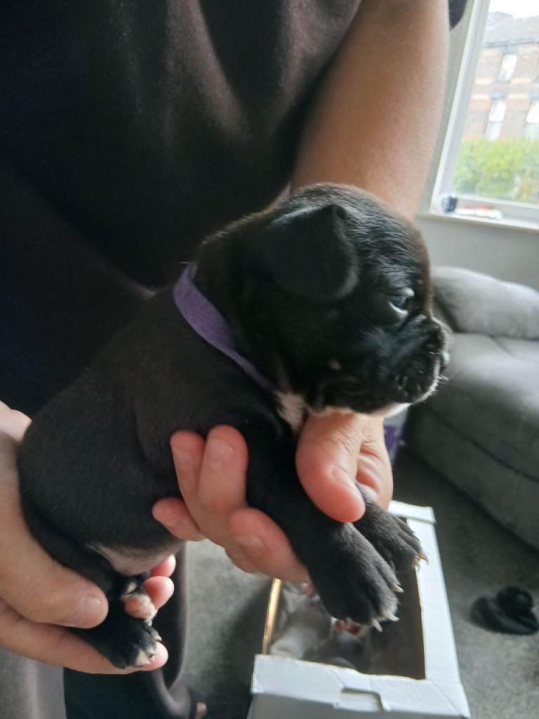 Staffy cross Frenchie pups