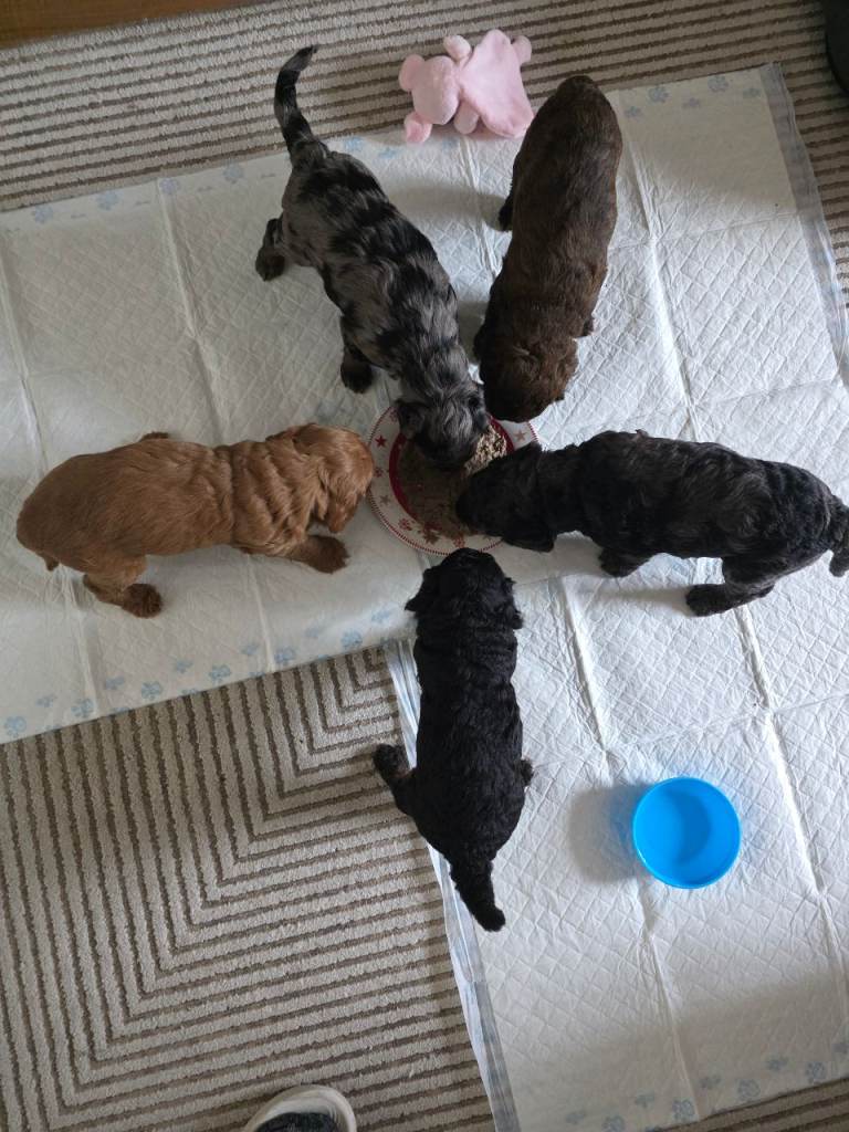 Stunning mixed colours F1B Cockapoo Puppies