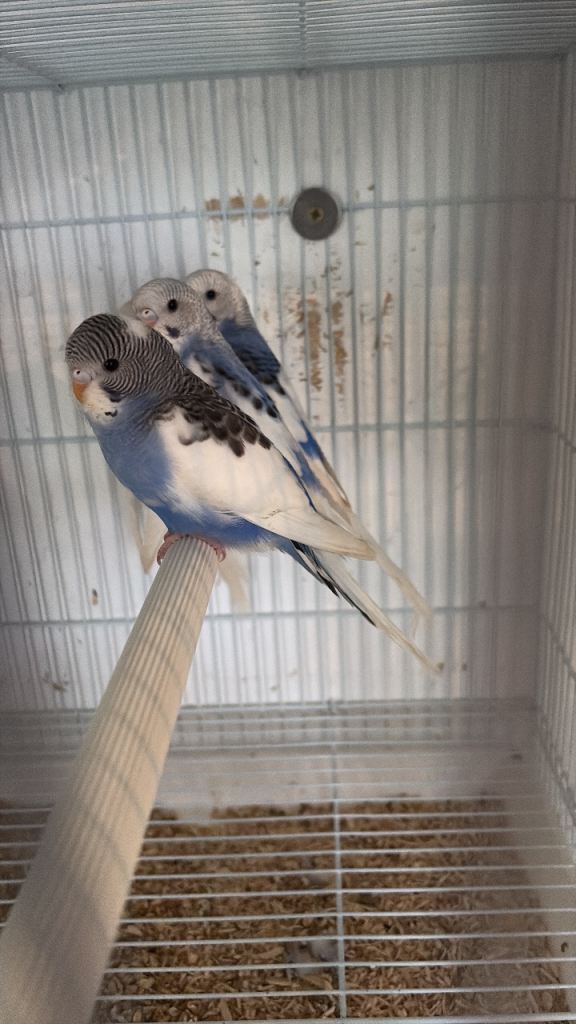 Budgies 