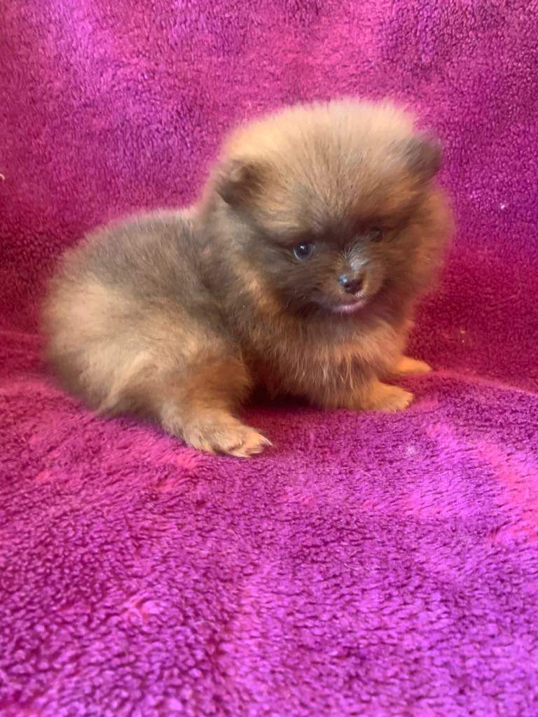 Tea Cup Pomeranian Female 6 months old OPEN TO OFFERS