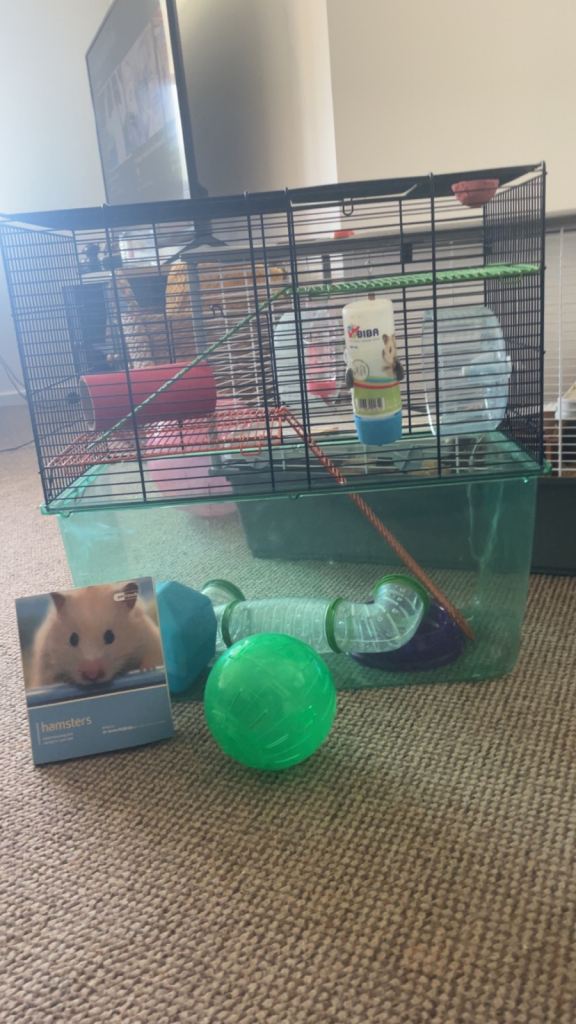 Hamster and accessories 