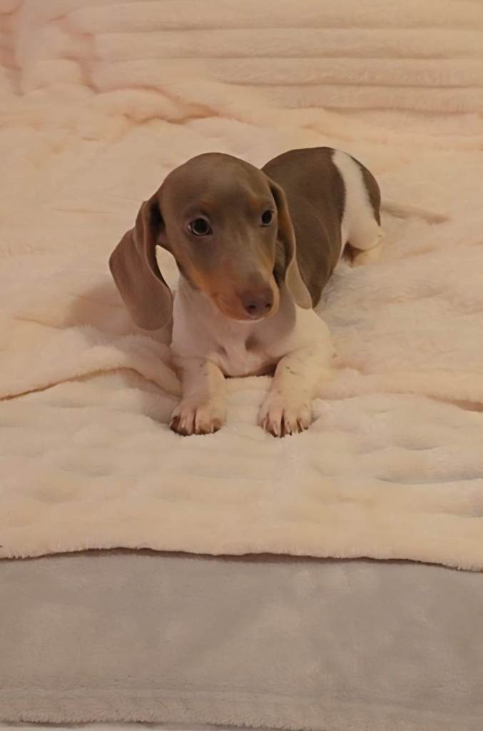 💥READY TODAY 💥 Stunning miniature dachshunds 💥