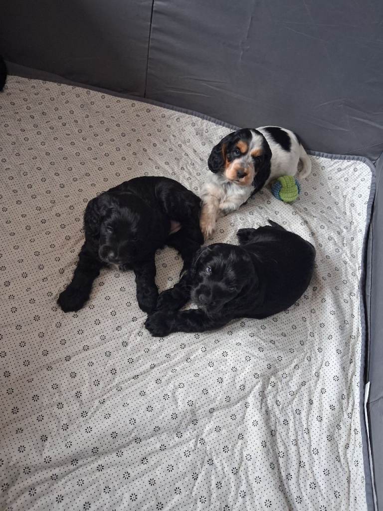 Cocker Spaniel pups for sale
