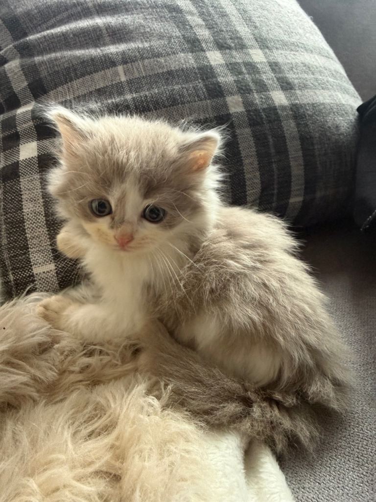 Kitten for sale 
