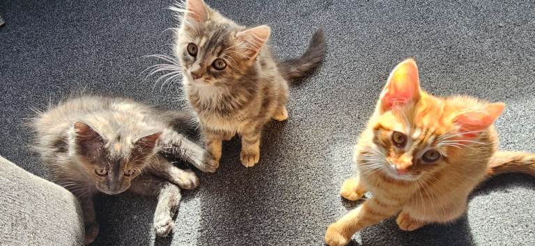 Kittens 9 weeks (2 females)