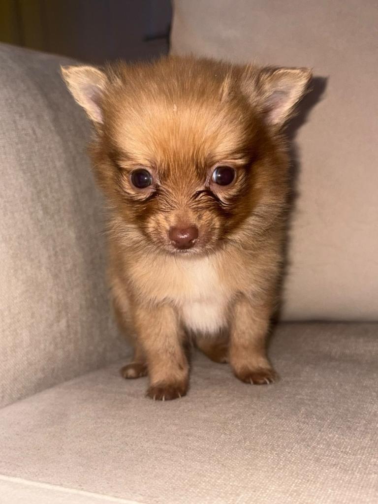 Pomchi