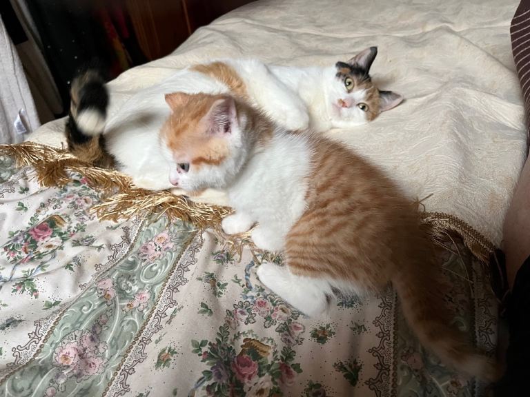 Charming singleton Tom kitten for sale