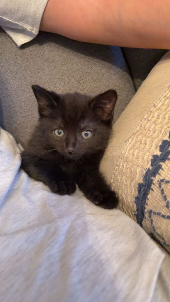 Black / Brown Tinge British Shorthair Kitten 