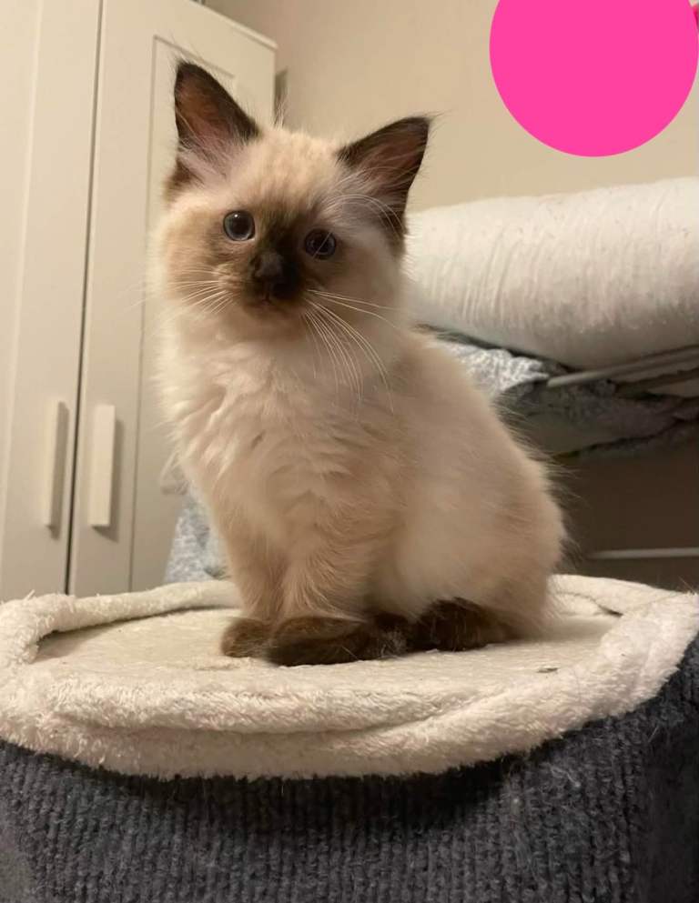 Ragdoll kittens