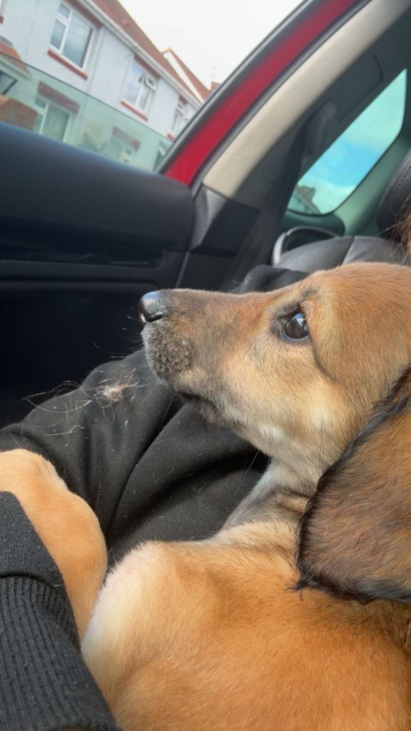 Saluki pup - LYRA