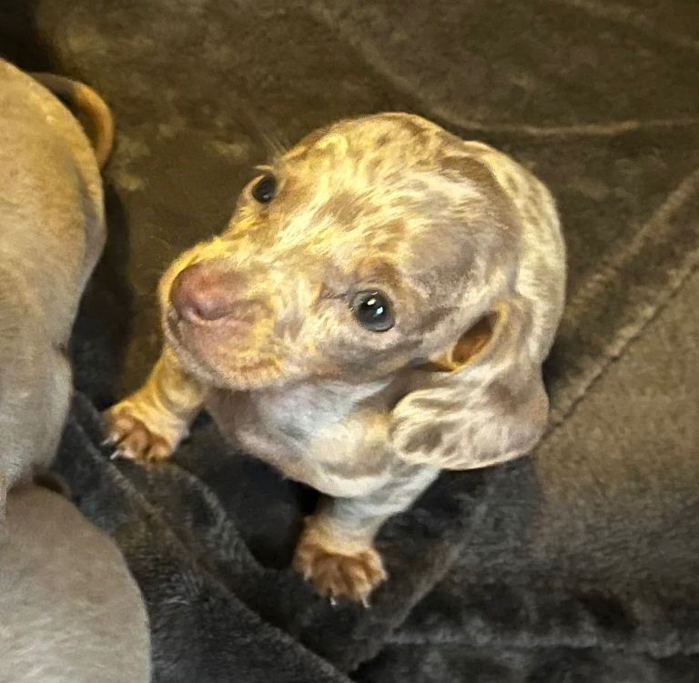 Kc miniature dachshunds 
