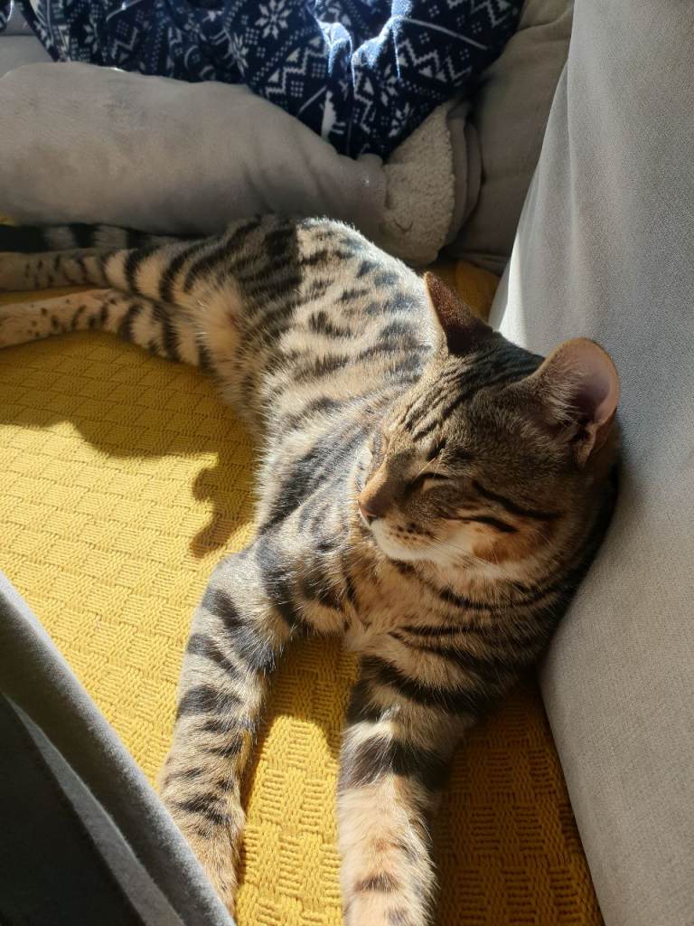 Bengal kitten 
