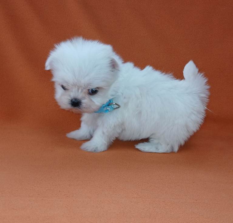 Korean maltese