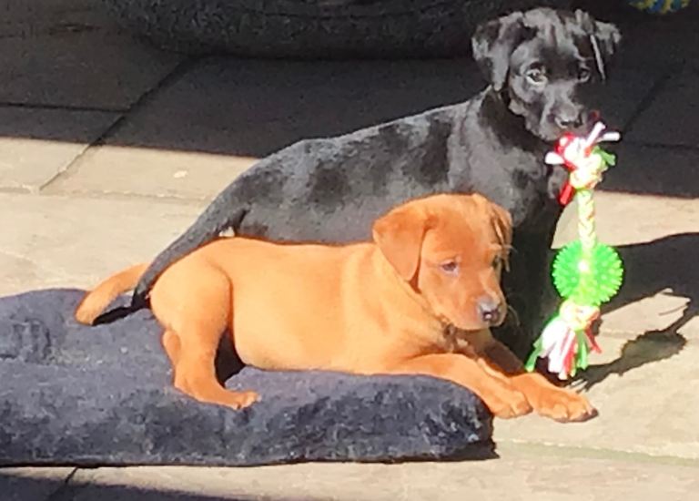 Labour puppies 