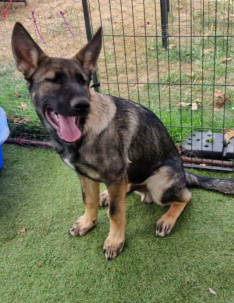 German shepherd puppy 