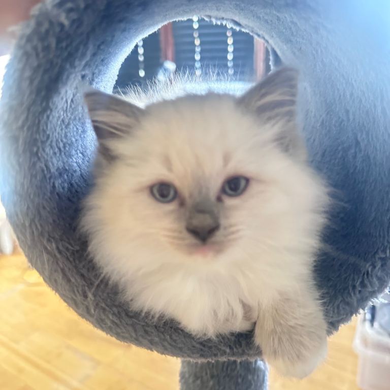 Ragdoll kitten 8weeks old 