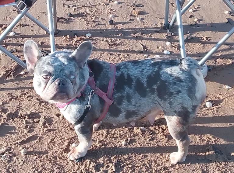 BEAUTIFUL PEDIGREE FEMALE FRENCH BULLDOG
