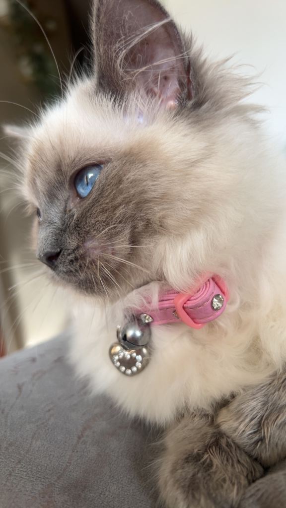 Ragdoll kitten for sale 