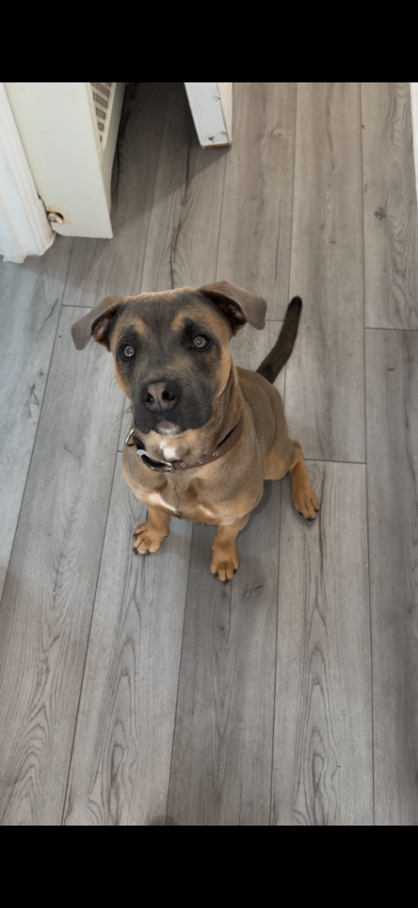 Puppy for sale