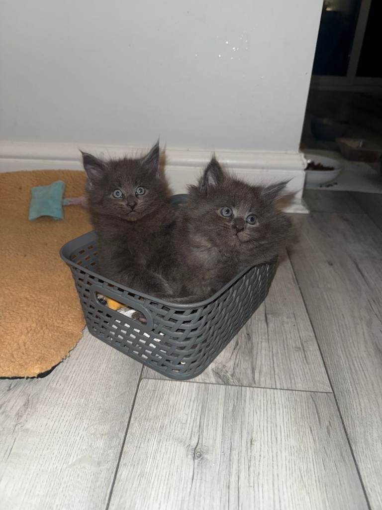 half maine coon kits for sale READY NOW