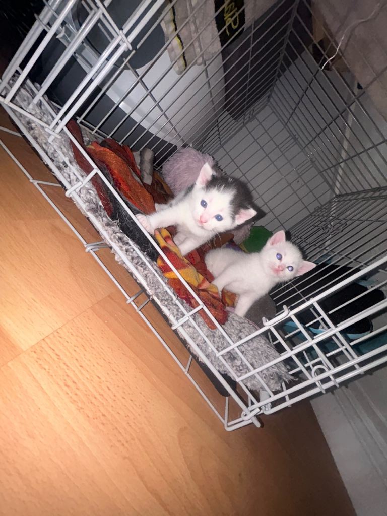 Kittens for sale 
