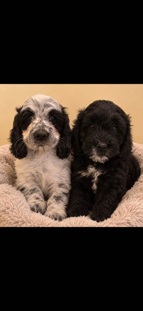 Cockerpoo puppies ready to leave 