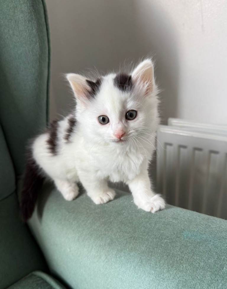 Turkish Angoran kitten.