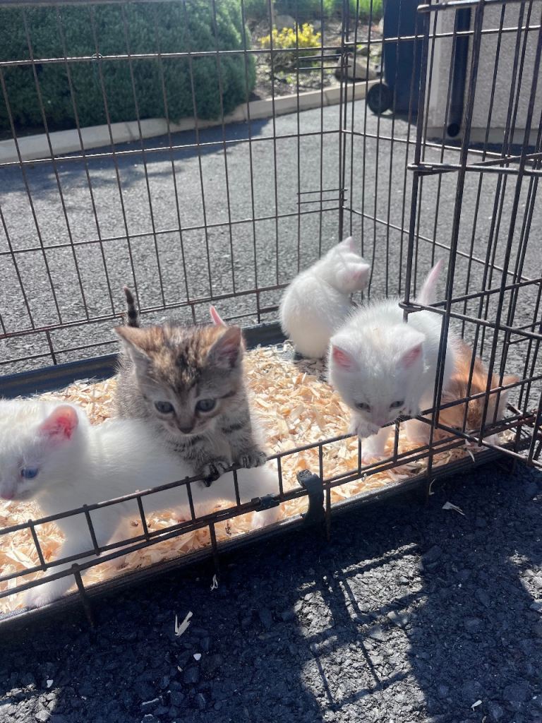 Kittens 