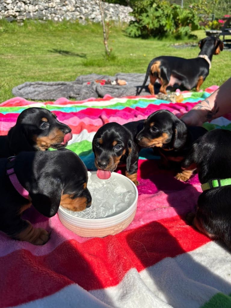 Beautiful Dachshund puppies