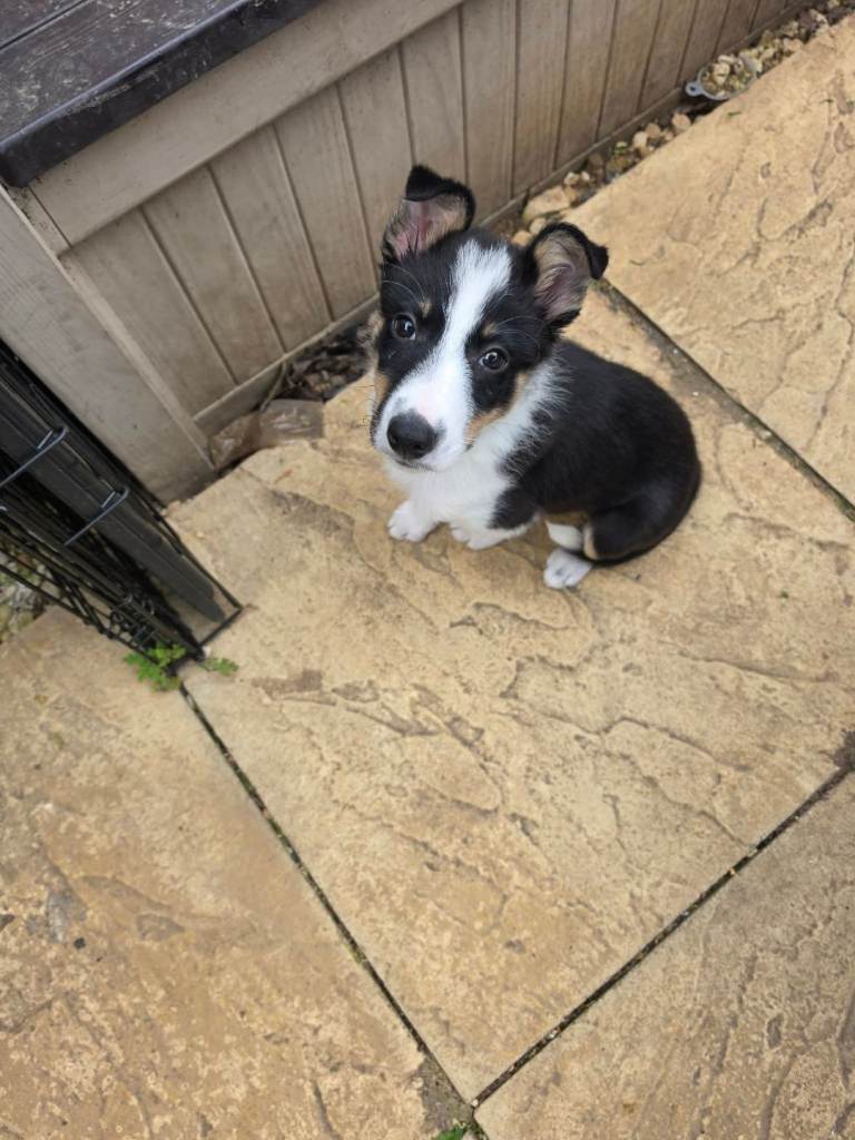Collie for sale male