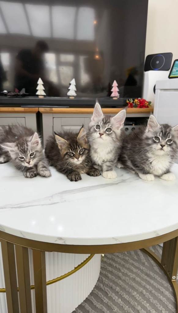 (Only TWO LEFT) Purebred Maine Coon Kittn girls