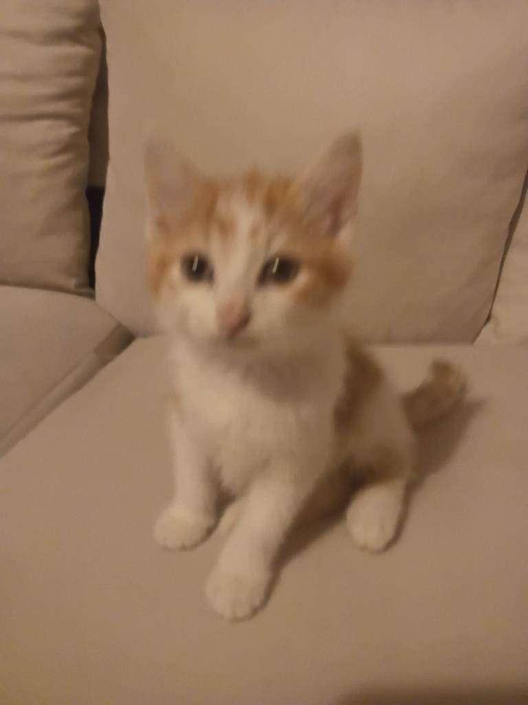 Kitten 