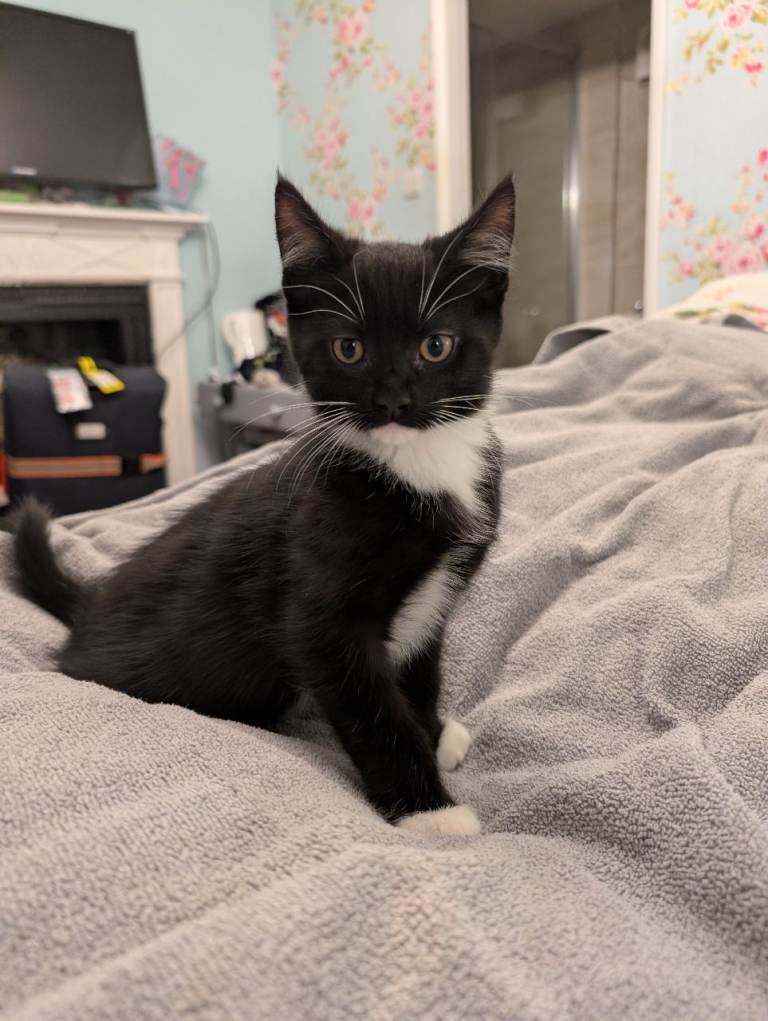 Maine coon Cross kittens for sale 