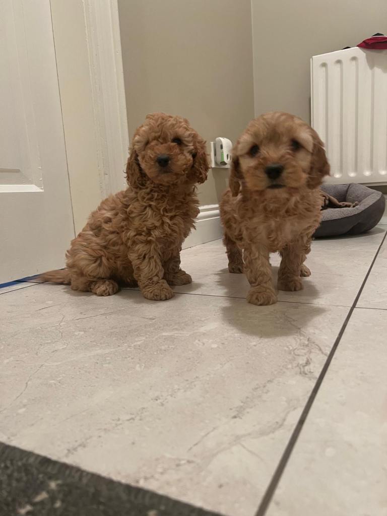 Cockapoo pups