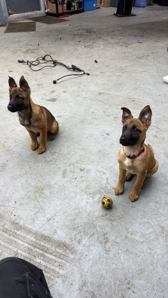 BELGIUM MALINOIS PUPS  BOTH MALE