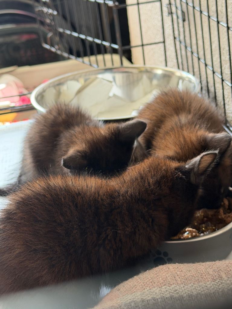 Kittens.      OPEN TO OFFERS