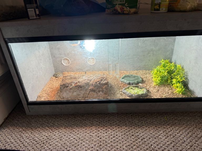Herman tortoise 