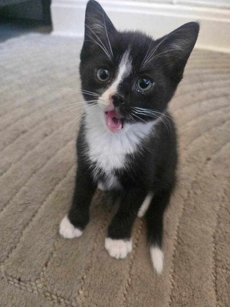 3 black and white male kittens 
