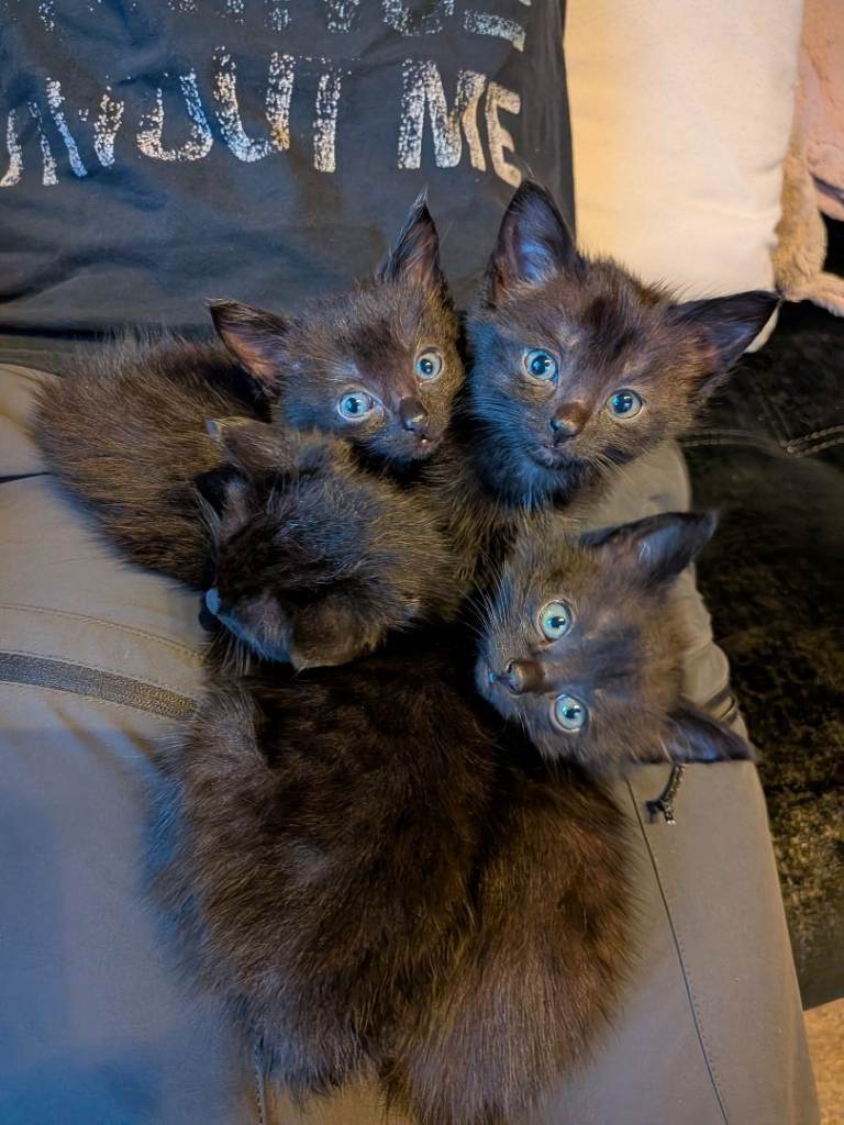 Kittens