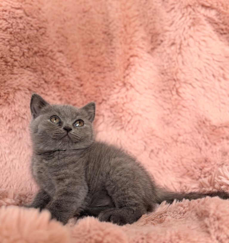 British short hair kittens