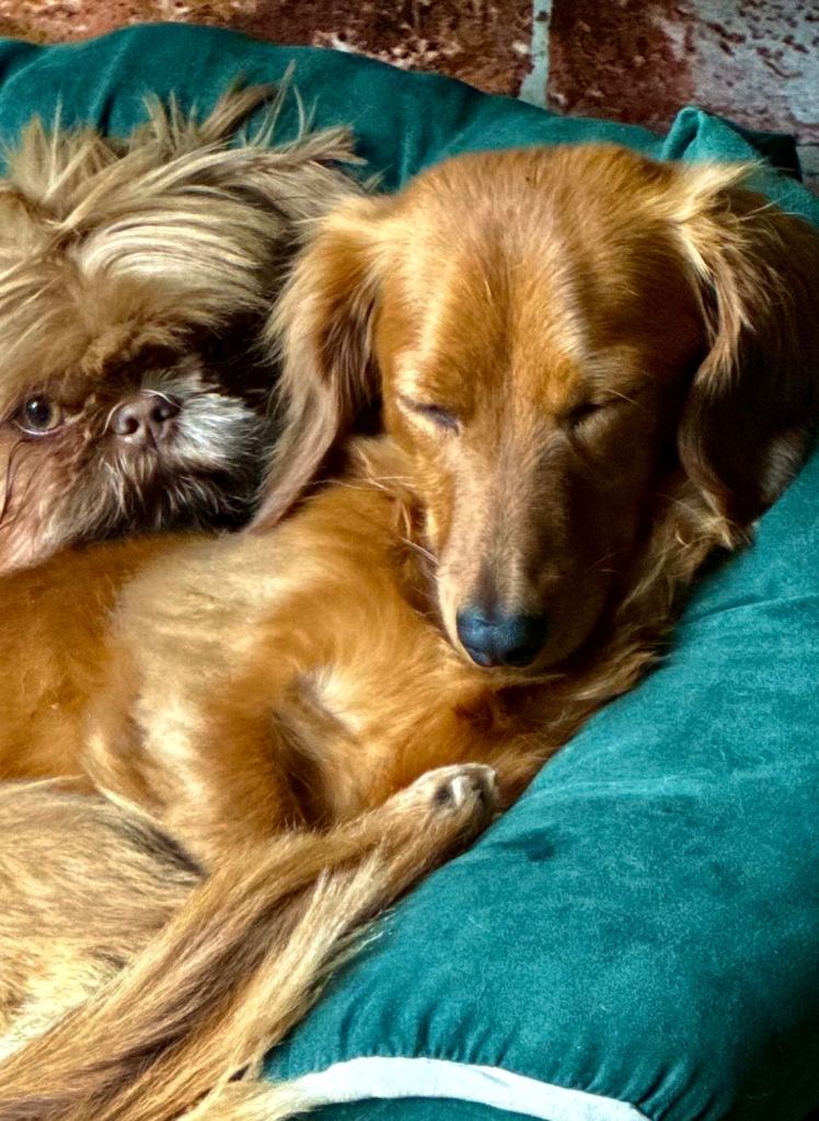 MINIATURE RED DACHSHUND GIRL - NEW HOME REQUIRED - 4 YRS OLD 