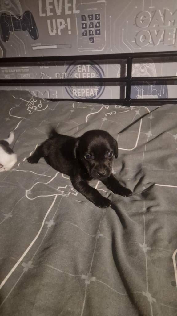 Jack Russell puppies